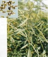 供应火麻仁提取物